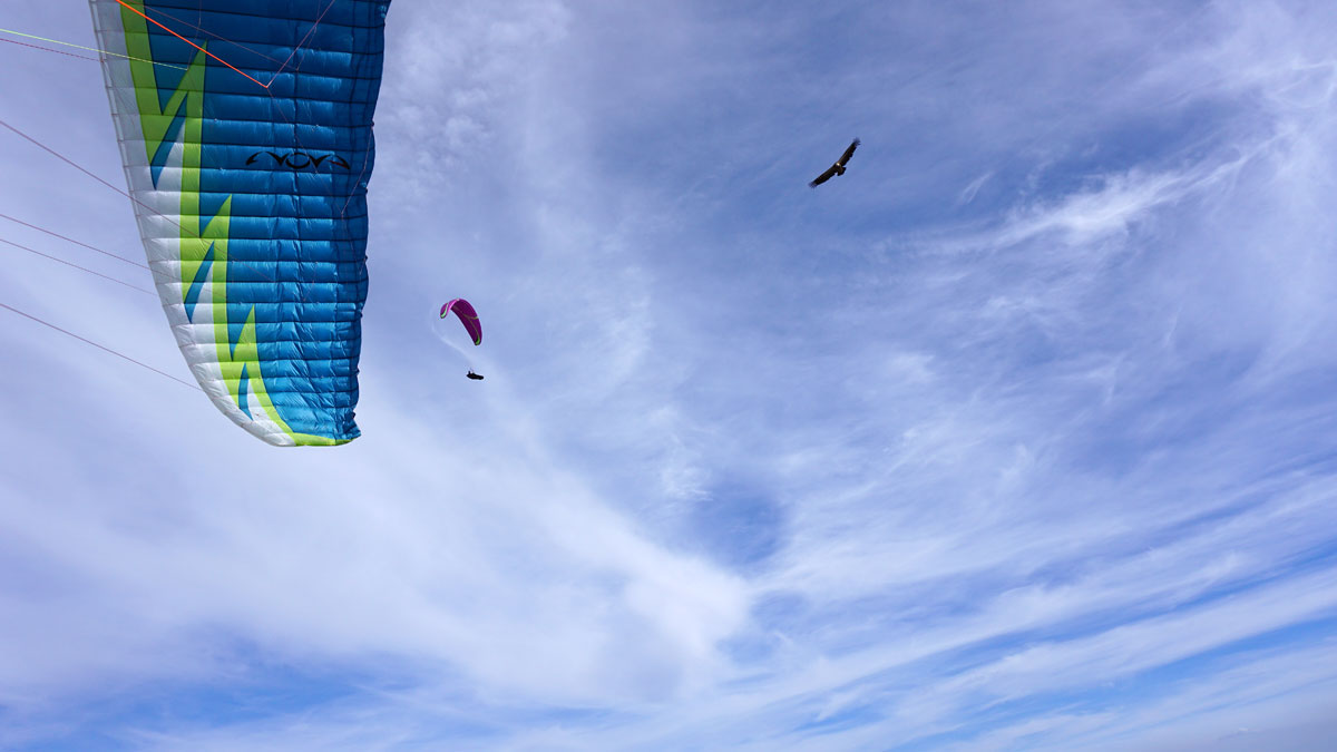 paragliding vulture nova niviuk bird flight